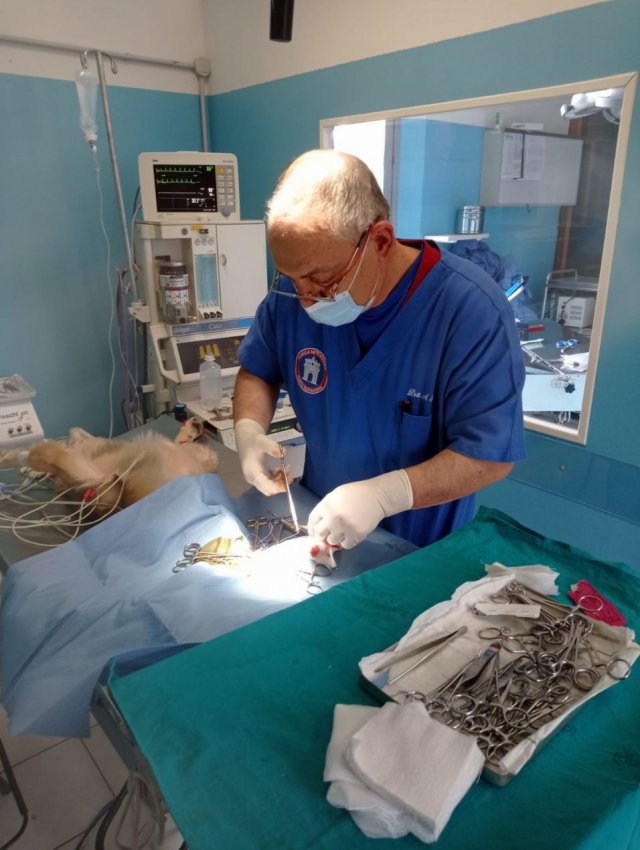 Come si diventa un veterinario